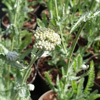 Achillea 'Moonshine'